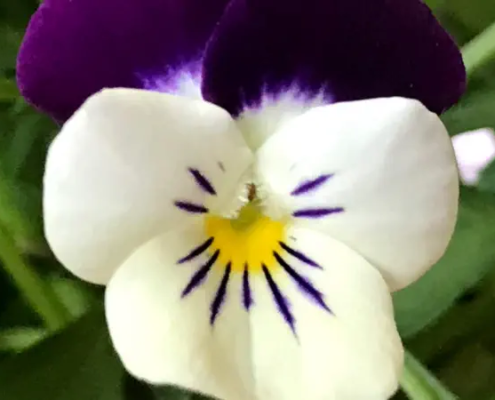 Bluetenduft
