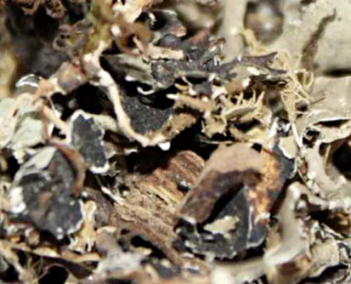 Krautiges Eichenmoos im Chypre Parfum
