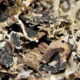 Krautiges Eichenmoos im Chypre Parfum
