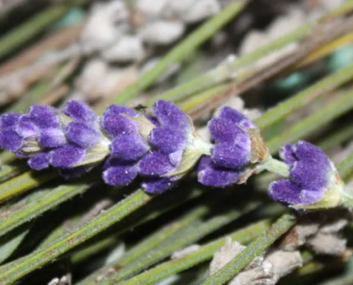 Fougere Düfte mit Lavendel