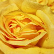 Blumige Düfte mit Rose Der Duft einer gelben Rose