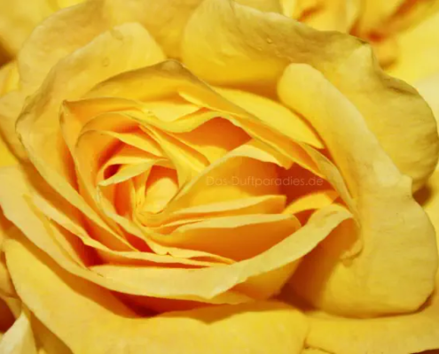 Der Duft einer gelben Rose